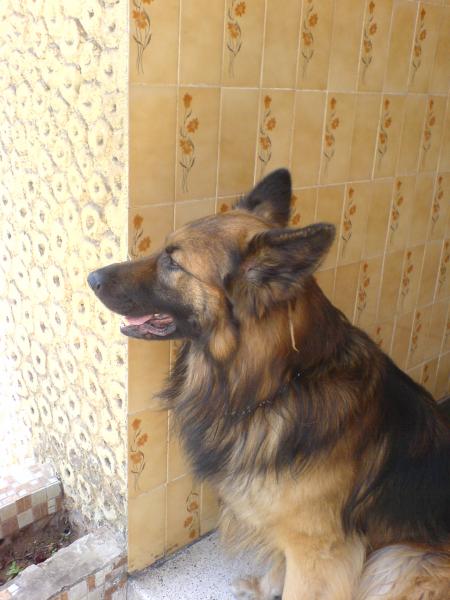 MoN dOg.....MoN qUiCk....